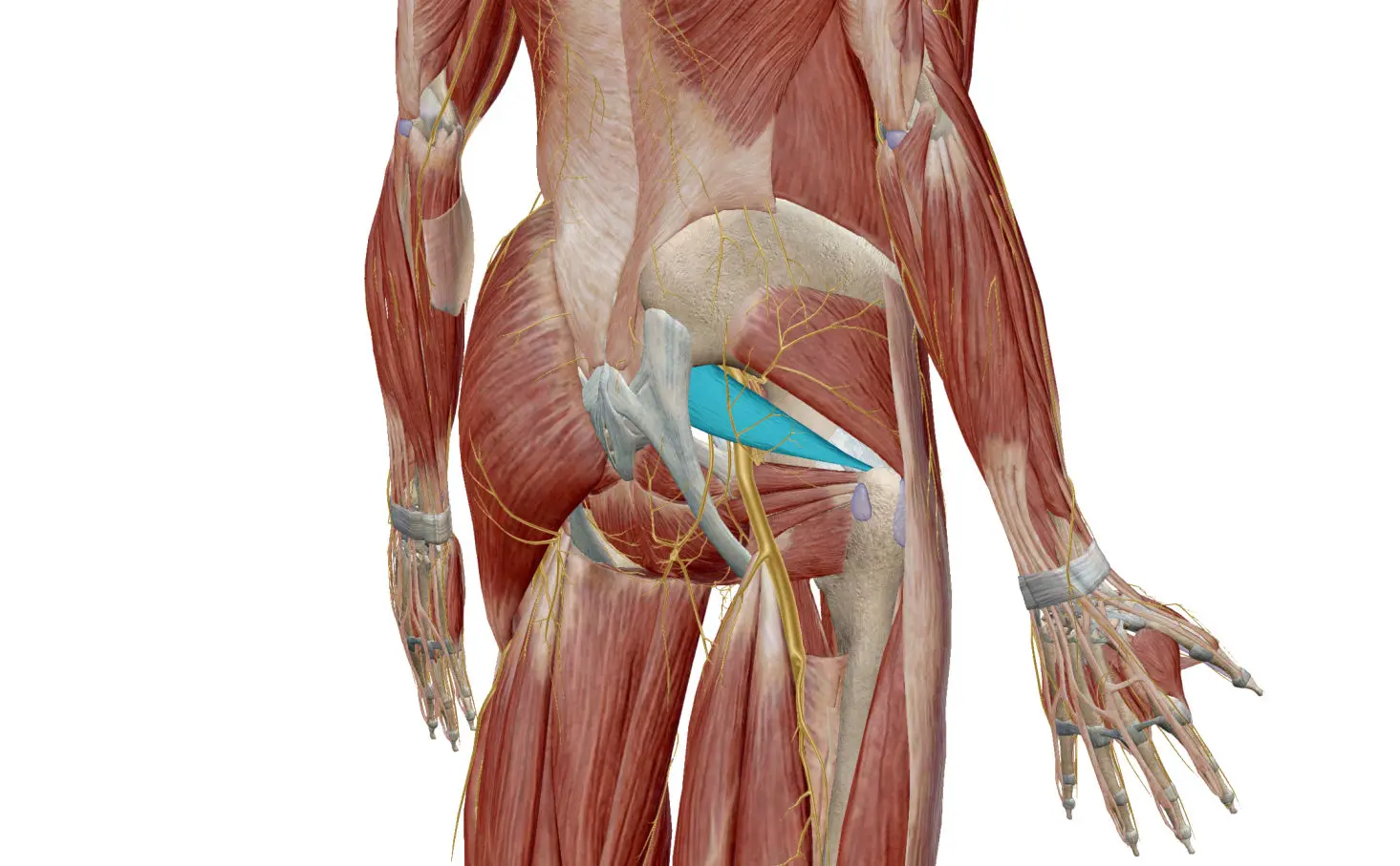 Le syndrome du piriforme et nerf sciatique